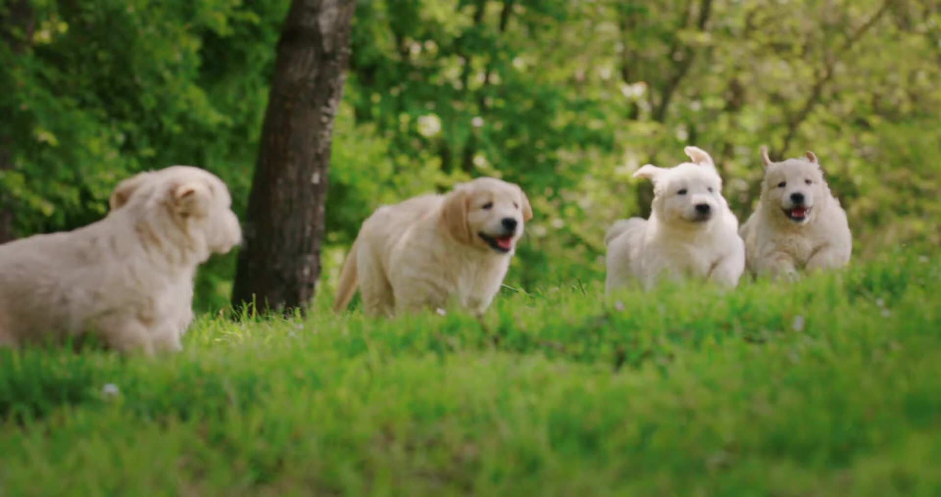 METROVET Veterinary Clinic